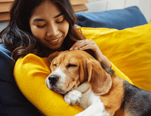 How Often Should Furnace Filters Be Changed When You Have Pets?